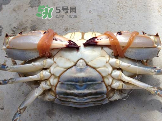 飛蟹可以冷凍嗎？飛蟹能冷凍保存嗎？