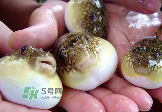 河豚哪里有毒？河豚毒素在哪