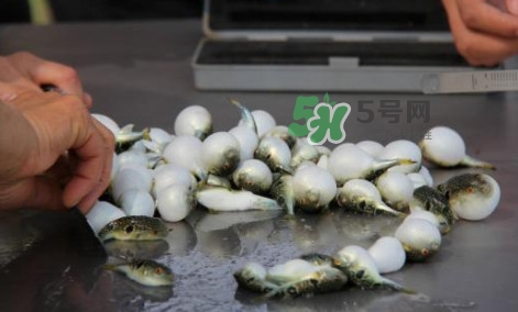 河豚能吃嗎？河豚可以吃嗎