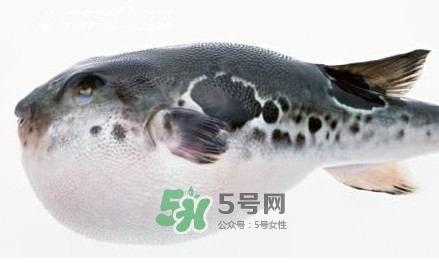 河豚究竟有多好吃？河豚最毒的部位是哪里