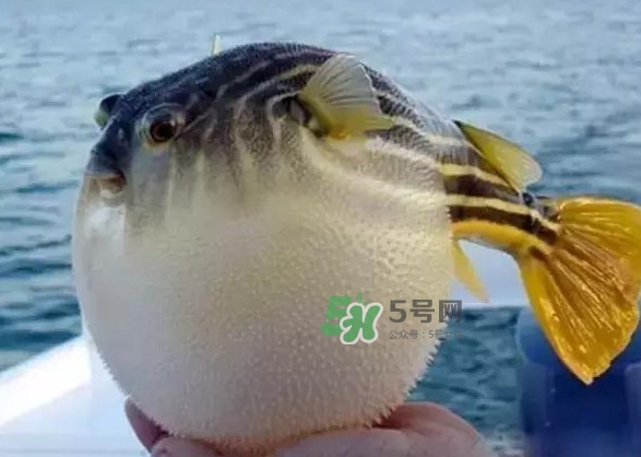 河豚魚多少錢一斤？河豚為什么會鼓起來