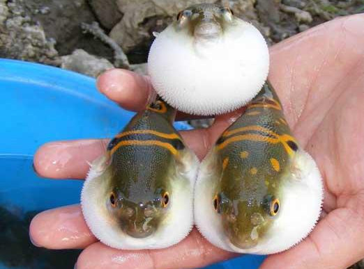 河豚魚(yú)怎么吃？河豚魚(yú)怎么去毒