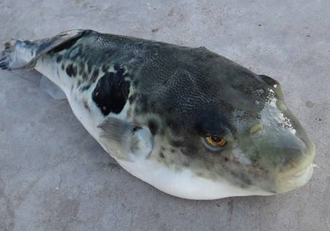河豚魚(yú)怎么吃？河豚魚(yú)怎么去毒