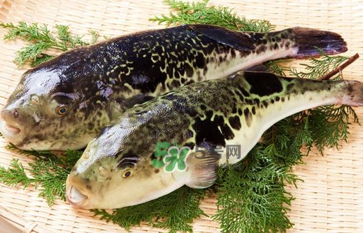 河豚魚是海鮮嗎？河豚魚是淡水魚嗎
