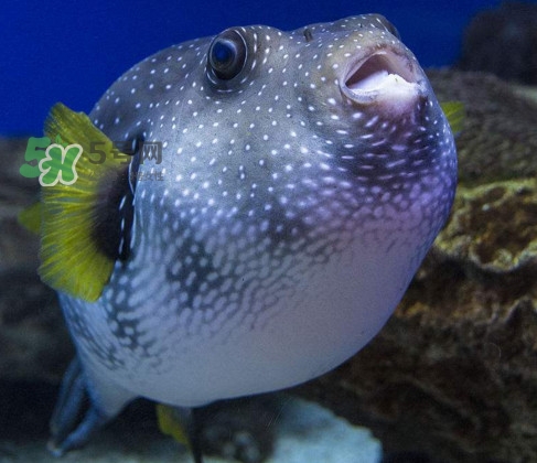 河豚魚(yú)是發(fā)物嗎？河豚魚(yú)為什么有毒