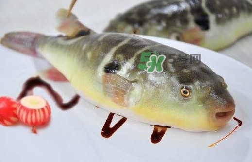 河豚魚(yú)是發(fā)物嗎？河豚魚(yú)為什么有毒