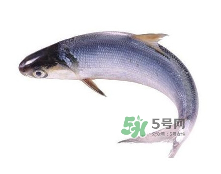 鰣魚(yú)怎么讀？鰣魚(yú)是什么魚(yú)