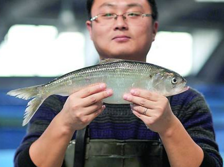 鰣魚是海魚還是淡水魚？鰣魚是發(fā)物嗎