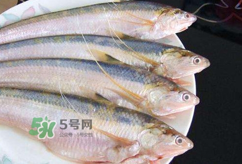 鰣魚刺多嗎？鰣魚可以養(yǎng)殖嗎