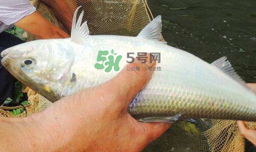 鰣魚(yú)的魚(yú)鱗能吃嗎？鰣魚(yú)為什么不去魚(yú)鱗