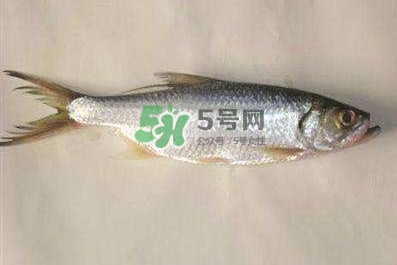 鰣魚怎么做好吃？鰣魚怎么處理