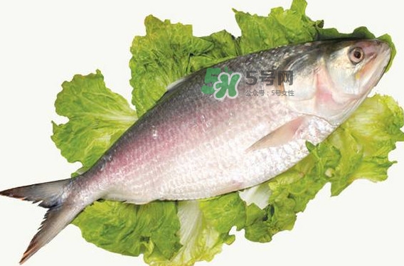 鰣魚孕婦能吃嗎？孕婦可以吃鰣魚嗎