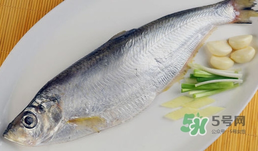鰣魚和響魚是兩種魚嗎？鰣魚和鯽魚的區(qū)別