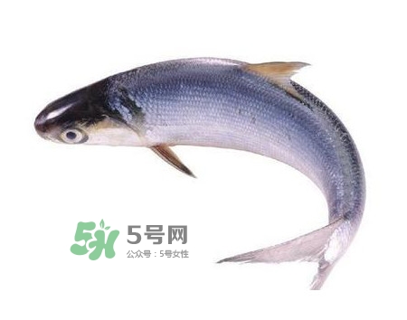鰣魚和刀魚哪個(gè)貴？長江三鮮哪個(gè)最貴