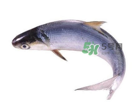 鰣魚(yú)什么時(shí)候最好吃？長(zhǎng)江鰣魚(yú)什么上市