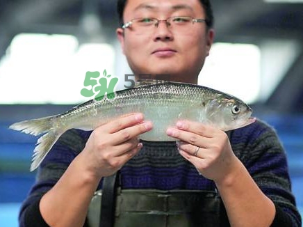 鰣魚與香魚怎么區(qū)分？鰣魚與香魚的區(qū)別