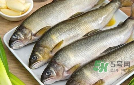 鰣魚與香魚怎么區(qū)分？鰣魚與香魚的區(qū)別