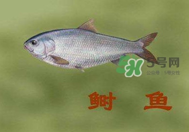 鰣魚和響魚是兩種魚嗎？鰣魚和鯽魚的區(qū)別