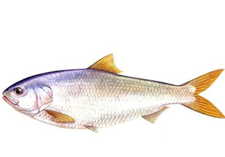 鰣魚刺多嗎？鰣魚可以養(yǎng)殖嗎