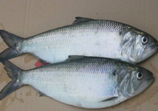 鰣魚什么時(shí)候最好吃？長江鰣魚什么上市