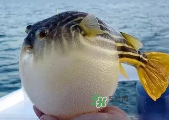 河豚魚是海鮮嗎？河豚魚是淡水魚嗎