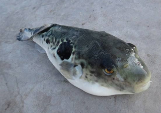 河豚魚怎么吃？河豚魚怎么去毒