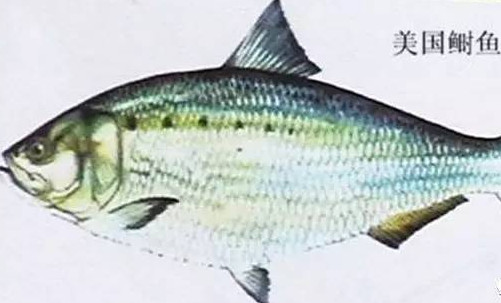 為什么吃清蒸海鰣魚都是半條？鰣魚有什么營養(yǎng)價值