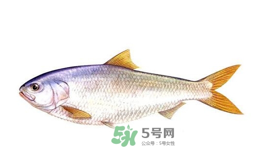 鰣魚(yú)的魚(yú)鱗能吃嗎？鰣魚(yú)為什么不去魚(yú)鱗