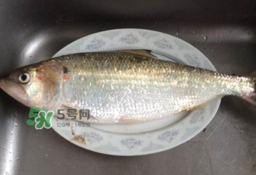 鰣魚(yú)怎么讀？鰣魚(yú)是什么魚(yú)