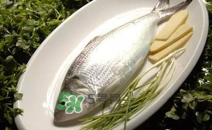 鰣魚(yú)的魚(yú)鱗能吃嗎？鰣魚(yú)為什么不去魚(yú)鱗