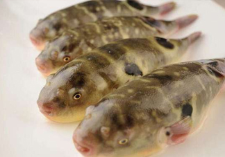 河鲀哪個(gè)部位有毒？河鲀哪個(gè)部位可以食用
