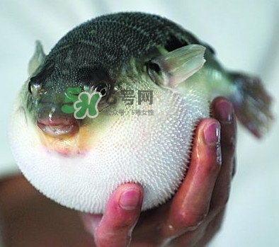 鰣魚和刀魚哪個(gè)貴？長江三鮮哪個(gè)最貴