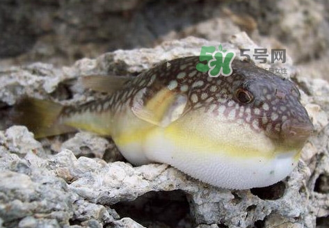 河豚究竟有多好吃？河豚最毒的部位是哪里