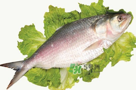 鰣魚(yú)什么時(shí)候最好吃？長(zhǎng)江鰣魚(yú)什么上市