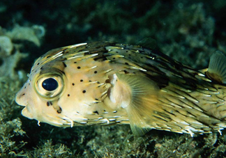 河豚魚是發(fā)物嗎？河豚魚為什么有毒