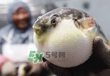 河豚魚(yú)是發(fā)物嗎？河豚魚(yú)為什么有毒