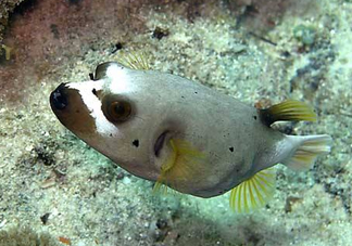 河豚魚是海鮮嗎？河豚魚是淡水魚嗎