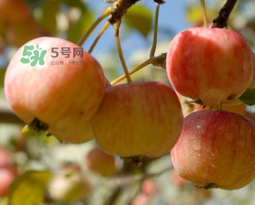 海棠果能直接吃嗎？海棠果可以吃嗎