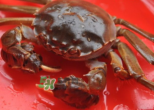 大閘蟹可以帶上高鐵嗎？坐高鐵可以帶大閘蟹嗎？