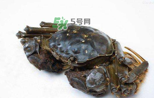 大閘蟹能活多久？大閘蟹可以活多久？