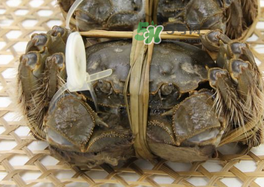 大閘蟹能活多久？大閘蟹可以活多久？