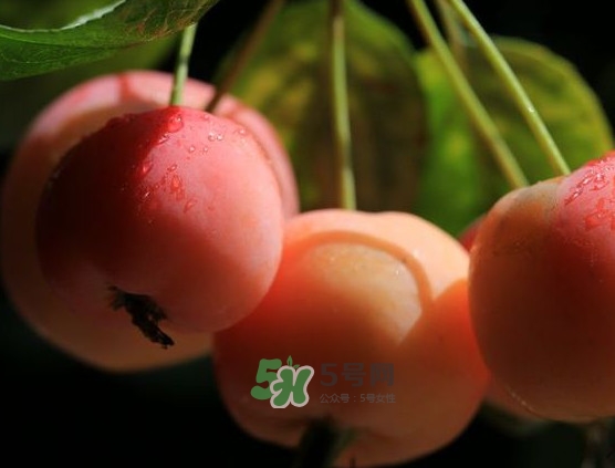 海棠果什么時候成熟？海棠果幾月份成熟