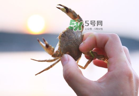 海螃蟹能冷凍保存嗎？海螃蟹放冰箱冷凍嗎？