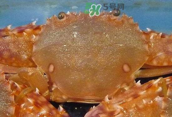 ?花蟹可以放冰箱嗎？花蟹怎么保存才新鮮？
