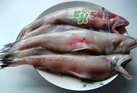 龍頭魚是什么魚？龍頭魚多少錢一斤？
