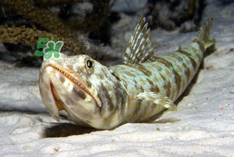 龍頭魚是海魚嗎？龍頭魚是海鮮嗎