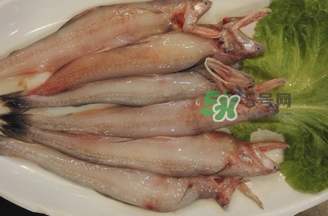 龍頭魚怎么殺？龍頭魚怎么處理？