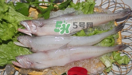 龍頭魚孕婦可以吃嗎？孕婦能吃龍頭魚嗎