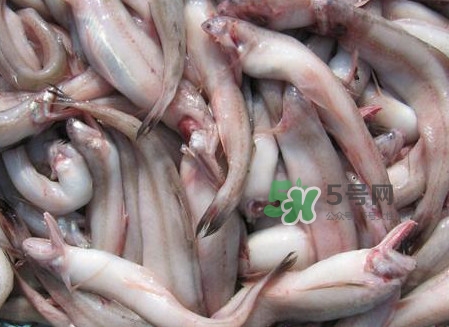 龍頭魚可以冷凍嗎？龍頭魚怎么保存