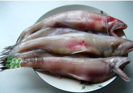 龍頭魚可以冷凍嗎？龍頭魚怎么保存